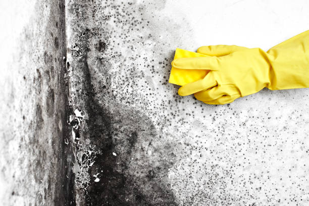 Best HVAC Mold Inspection and Cleaning  in Cortland, IL