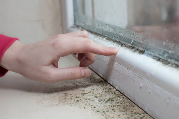 Best Mold Prevention Services  in Cortland, IL